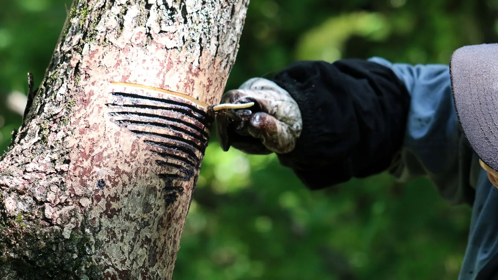 Lacquer Harvesting